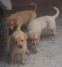 Cachorro raça Vira lata idade Abaixo de 2 meses nome Ainda sem nome