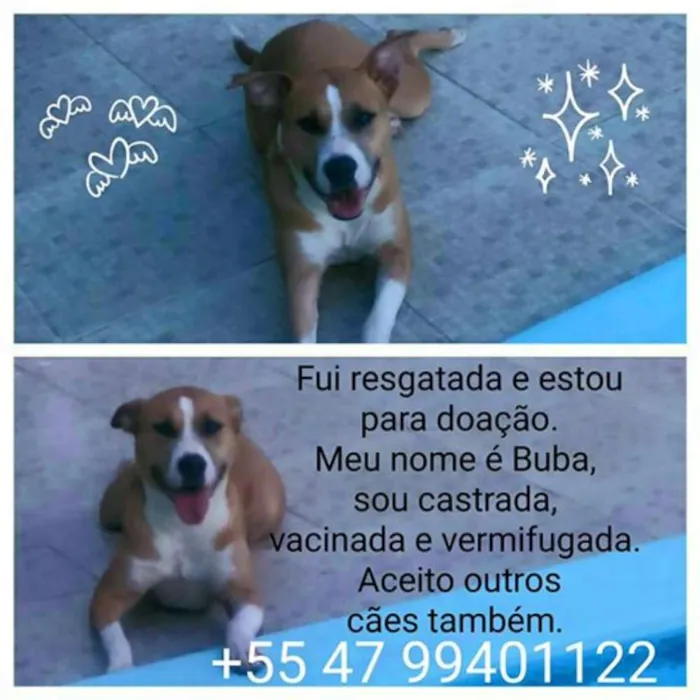 Cachorro ra a SRD idade 2 anos nome Buba 