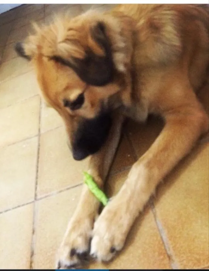 Cachorro ra a Nenhuma idade 7 a 11 meses nome Heitor