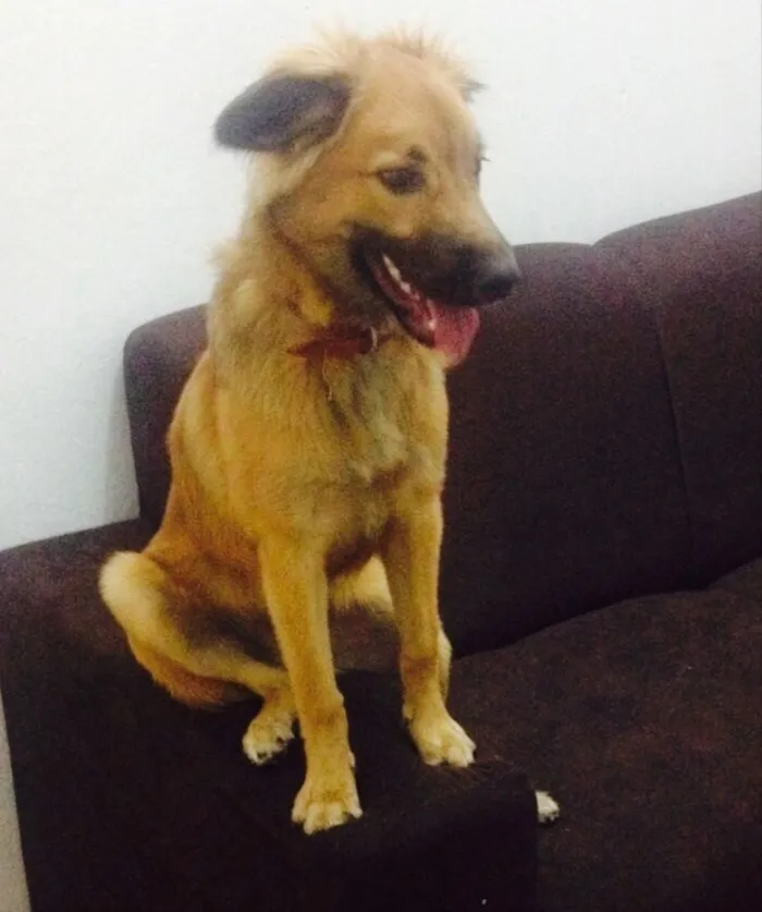 Cachorro ra a Nenhuma idade 7 a 11 meses nome Heitor
