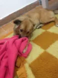 Heitor