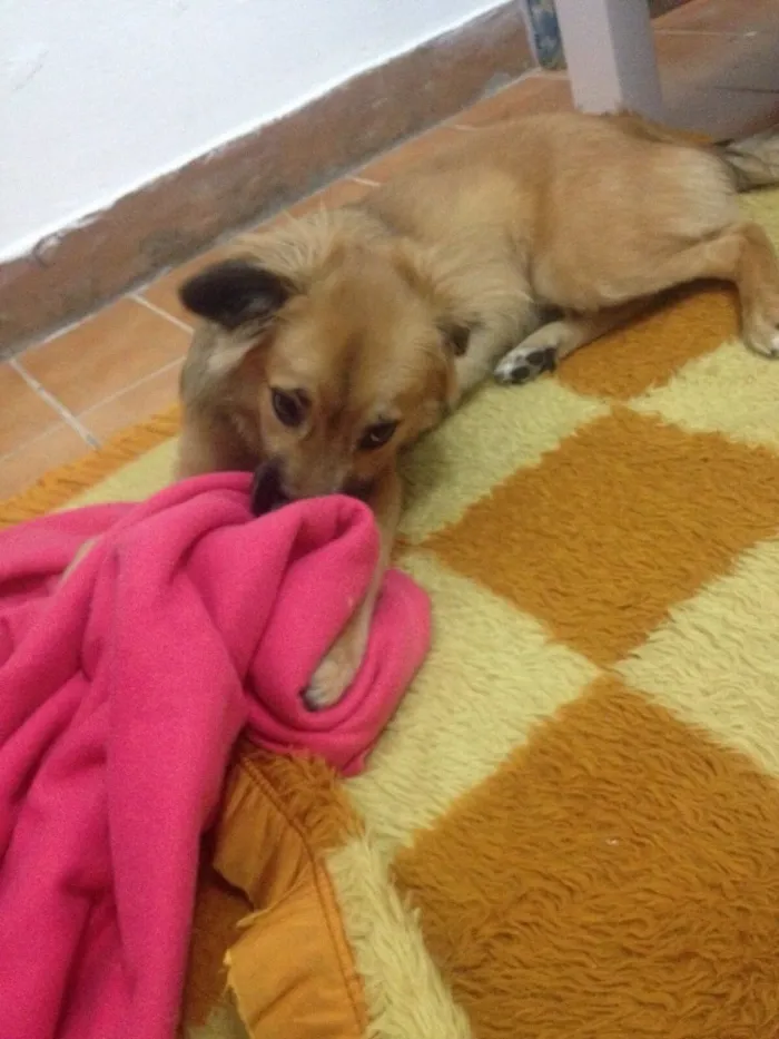 Cachorro ra a Nenhuma idade 7 a 11 meses nome Heitor