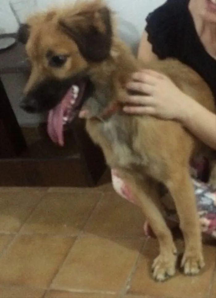 Cachorro ra a Nenhuma idade 7 a 11 meses nome Heitor