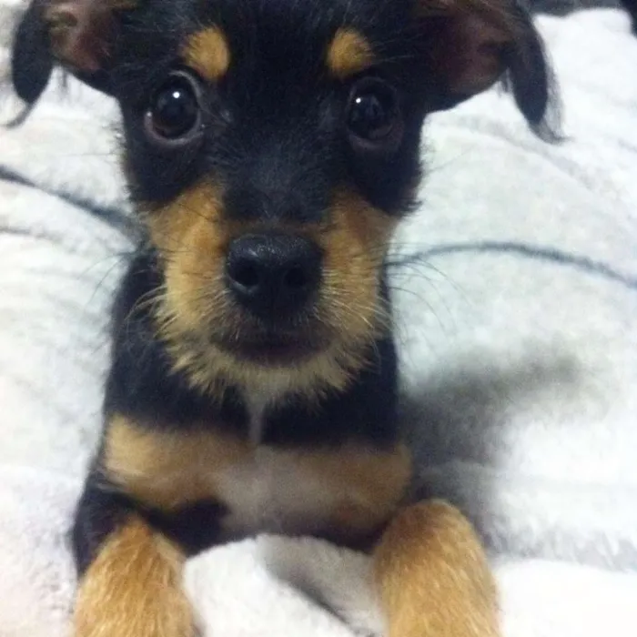 Cachorro ra a SRD idade 7 a 11 meses nome Zoe