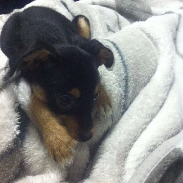 Cachorro ra a SRD idade 7 a 11 meses nome Zoe