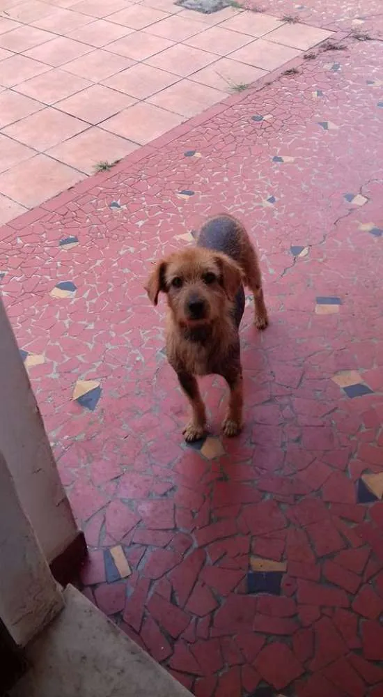 Cachorro ra a SRD idade 6 ou mais anos nome Happy