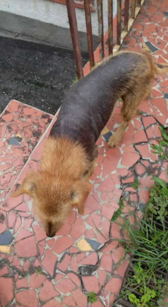 Cachorro ra a SRD idade 6 ou mais anos nome Happy