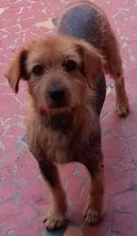 Cachorro ra a SRD idade 6 ou mais anos nome Happy