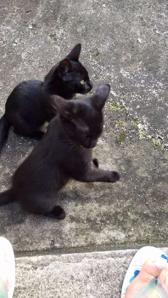 Gato ra a SRD idade Abaixo de 2 meses nome Bonnie