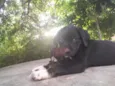 bolinha