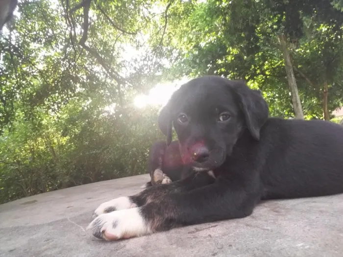 Cachorro raça  idade Abaixo de 2 meses nome bolinha