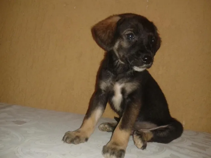 Cachorro raça  idade Abaixo de 2 meses nome botinha