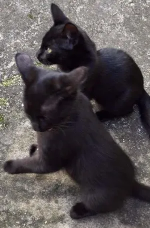 Gato raça SRD idade Abaixo de 2 meses nome Bonnie