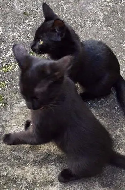 Gato ra a SRD idade Abaixo de 2 meses nome Bonnie