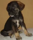 botinha