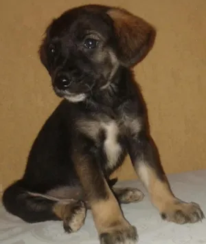 Cachorro raça  idade Abaixo de 2 meses nome botinha