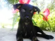 sapeca