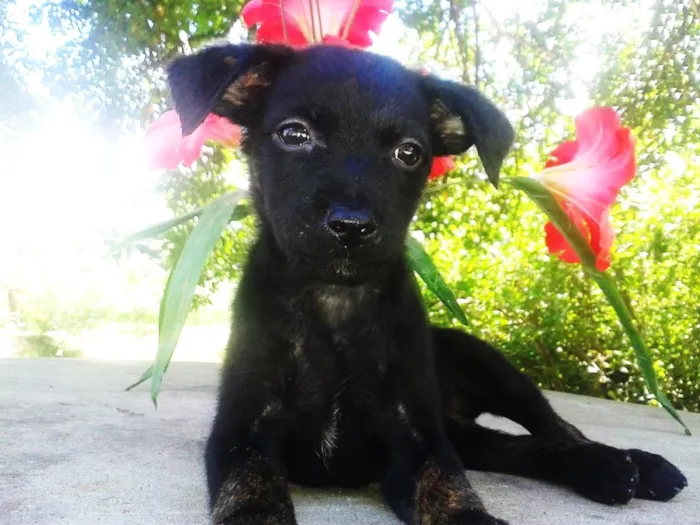 Cachorro raça  idade Abaixo de 2 meses nome sapeca