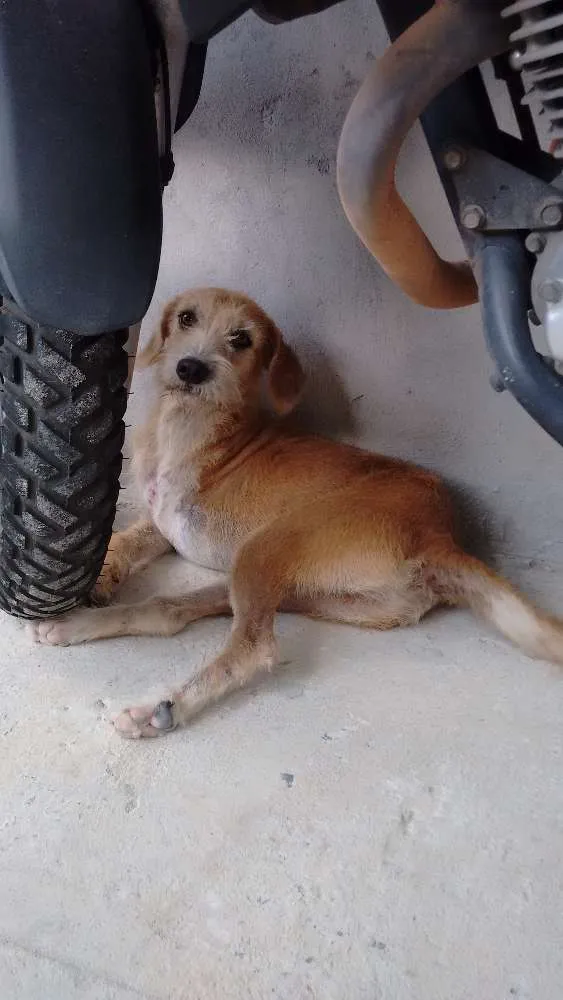 Cachorro raça Não sei  idade 2 anos nome Popó