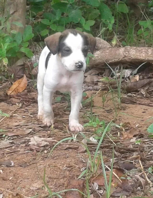 Cachorro raça  idade Abaixo de 2 meses nome branquinha