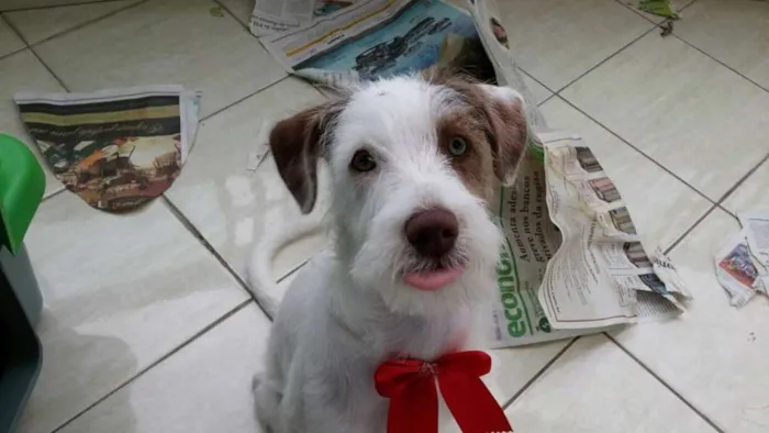 Cachorro ra a SRD idade 7 a 11 meses nome Luna