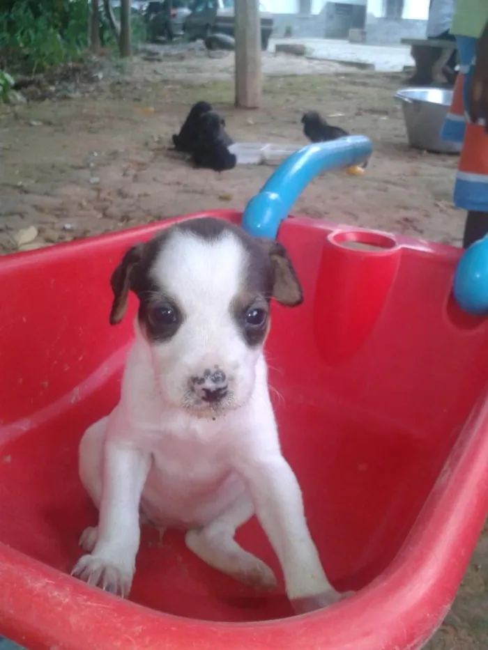 Cachorro raça  idade Abaixo de 2 meses nome branquinha