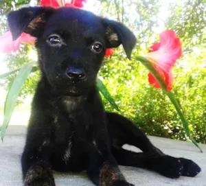 Cachorro raça  idade Abaixo de 2 meses nome sapeca