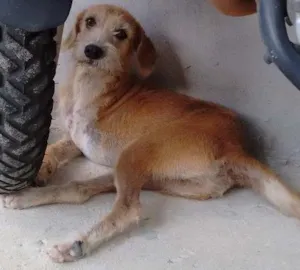 Cachorro raça Não sei  idade 2 anos nome Popó