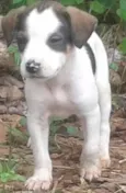 branquinha