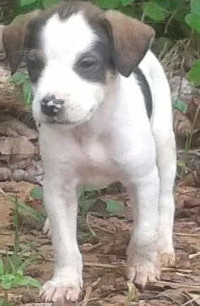 Cachorro raça  idade Abaixo de 2 meses nome branquinha