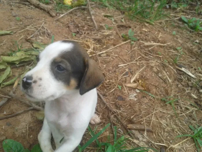 Cachorro raça  idade Abaixo de 2 meses nome branquinha