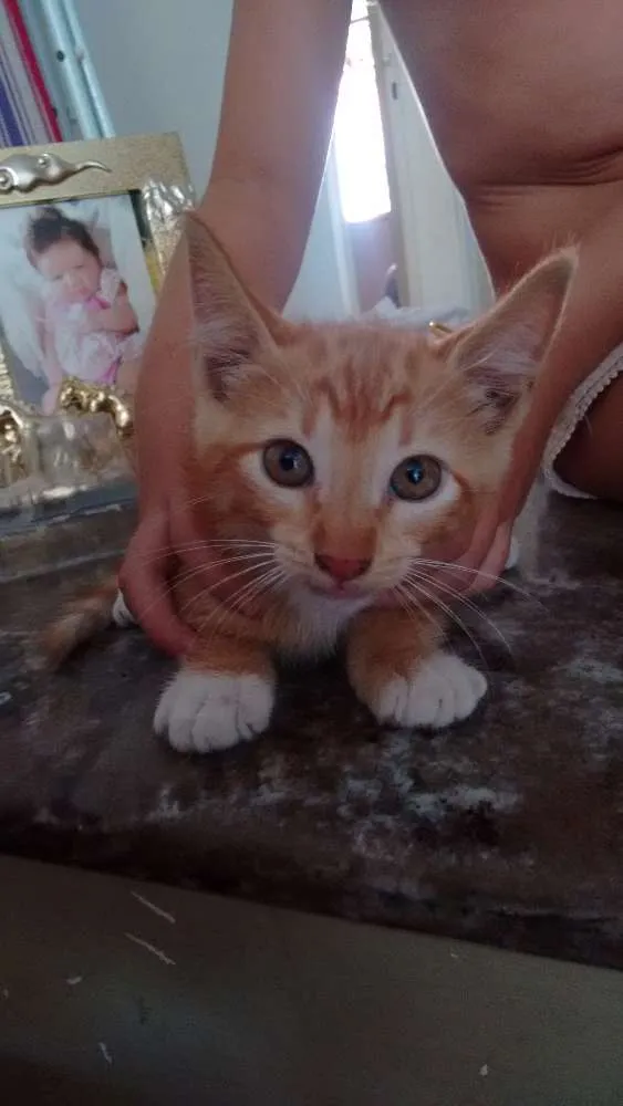 Gato ra a  idade 2 a 6 meses nome Sem nome ainda