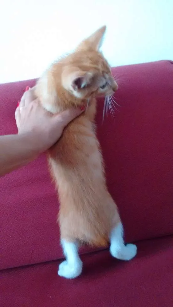 Gato ra a  idade 2 a 6 meses nome Sem nome ainda