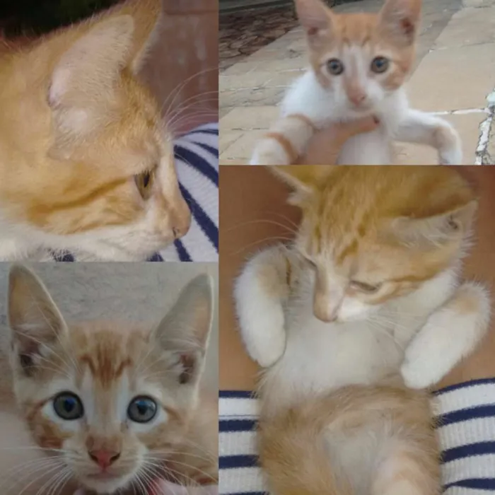 Gato ra a  idade 2 a 6 meses nome Sem nome ainda