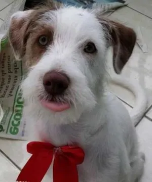 Cachorro raça SRD idade 7 a 11 meses nome Luna