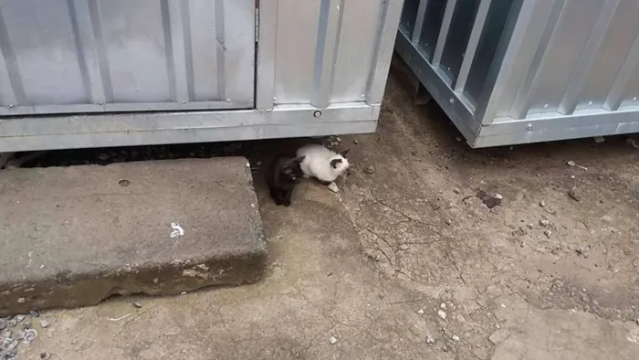 Gato raça Siamês/Vira lata idade 2 a 6 meses nome Sem nome