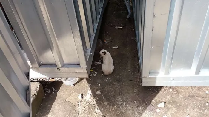 Gato raça Siamês/Vira lata idade 2 a 6 meses nome Sem nome