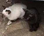 Gato raça Siamês/Vira lata idade 2 a 6 meses nome Sem nome