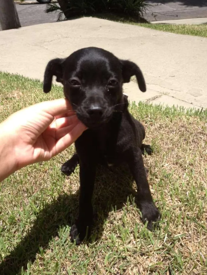 Cachorro ra a Vira lata idade Abaixo de 2 meses nome Belinha 