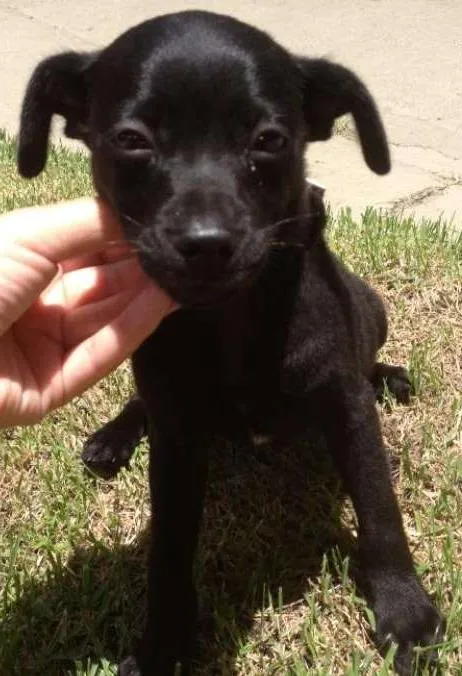 Cachorro ra a Vira lata idade Abaixo de 2 meses nome Belinha 