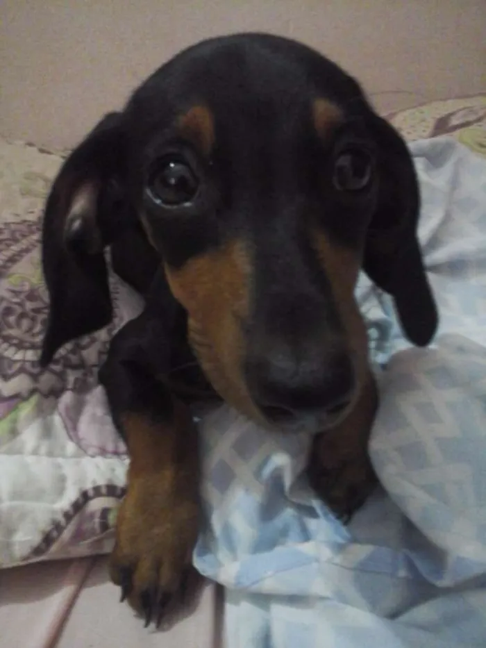 Cachorro raça Dashchund idade 2 a 6 meses nome Nina