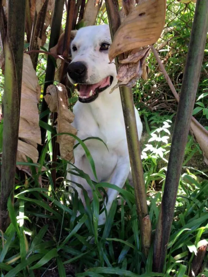 Cachorro ra a Vira lata idade 5 anos nome Galêgo