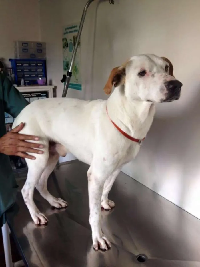 Cachorro ra a Vira lata idade 5 anos nome Galêgo
