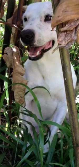 Cachorro raça Vira lata idade 5 anos nome Galêgo