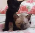 gatinhos