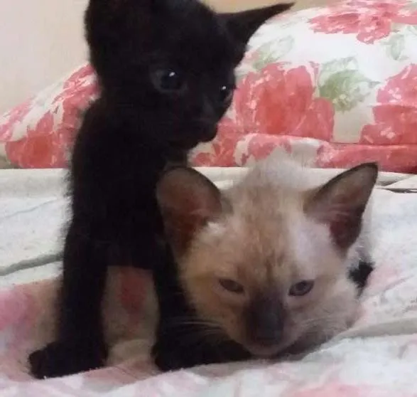 Gato ra a  idade Abaixo de 2 meses nome gatinhos