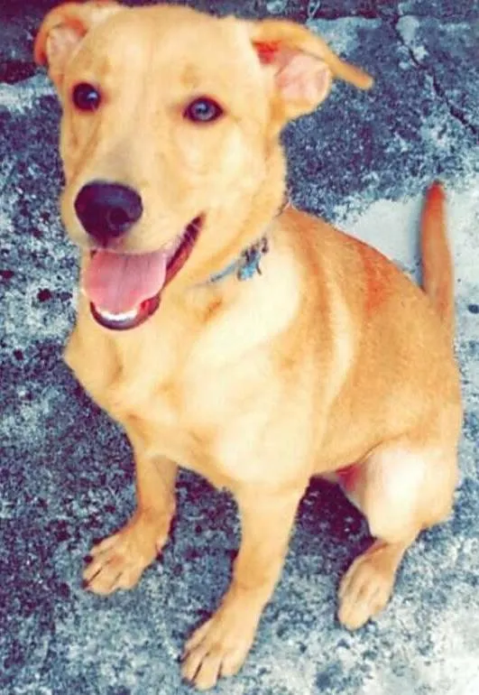 Cachorro ra a Labrador/Vira lata idade 2 a 6 meses nome Zeus