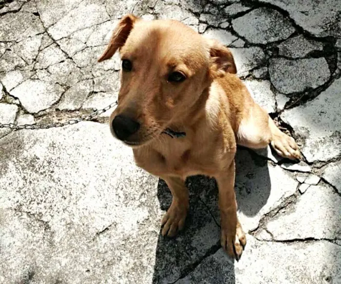Cachorro ra a Labrador/Vira lata idade 2 a 6 meses nome Zeus