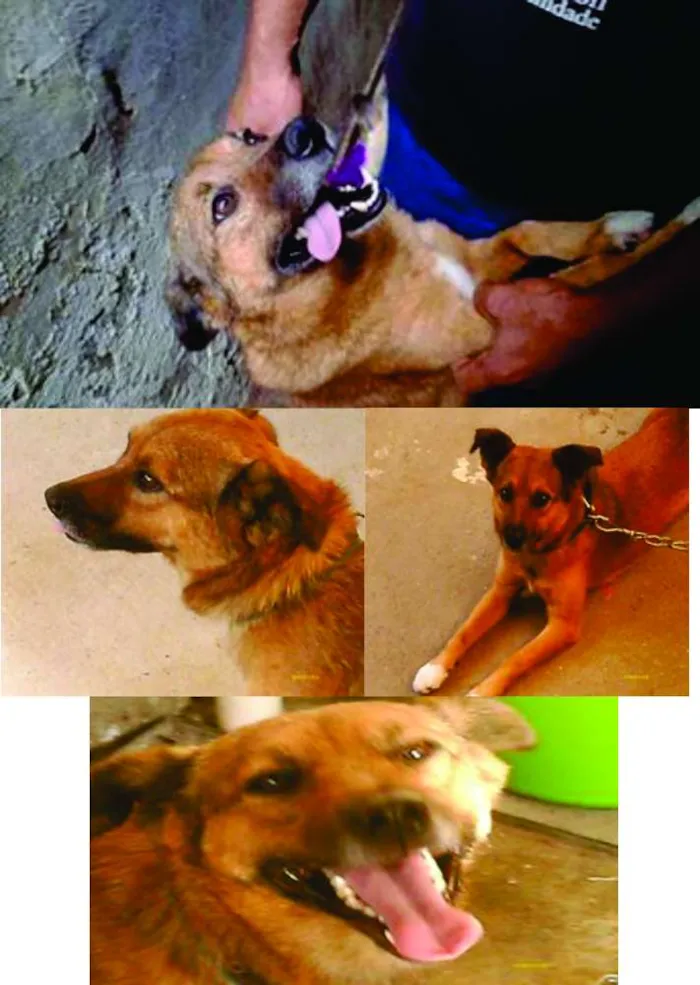 Cachorro ra a SRD idade 5 anos nome PETER PAN