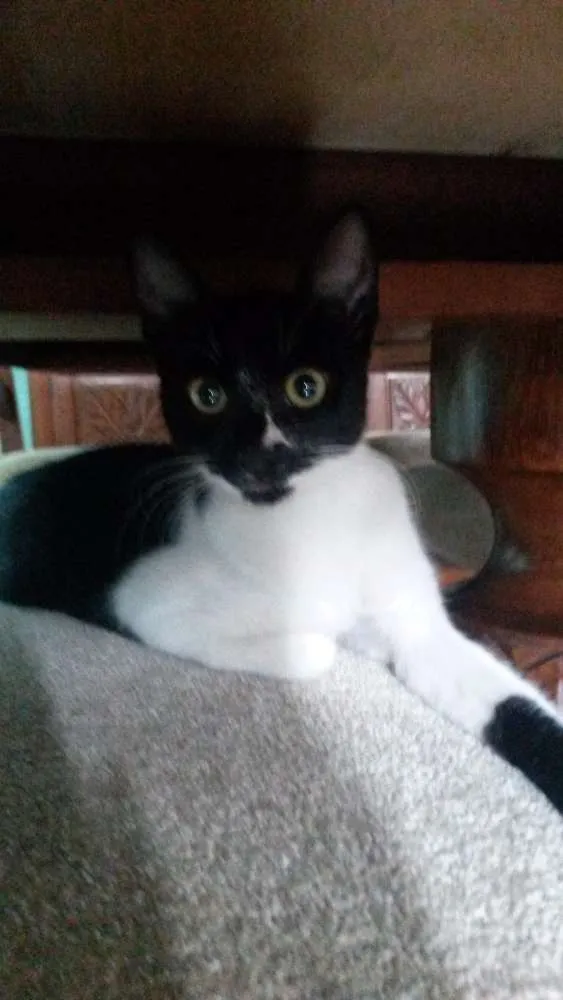 Gato raça SRD idade 7 a 11 meses nome Bia